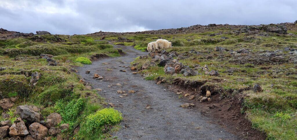 hveravellir trail sheep