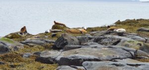 seal lookout at road 61