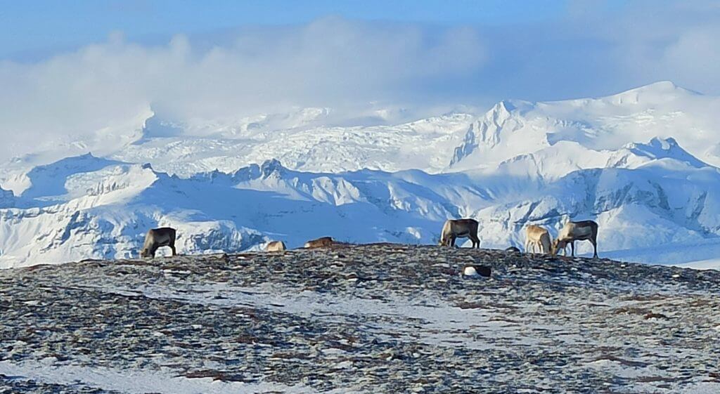 reindeer in front of glacier