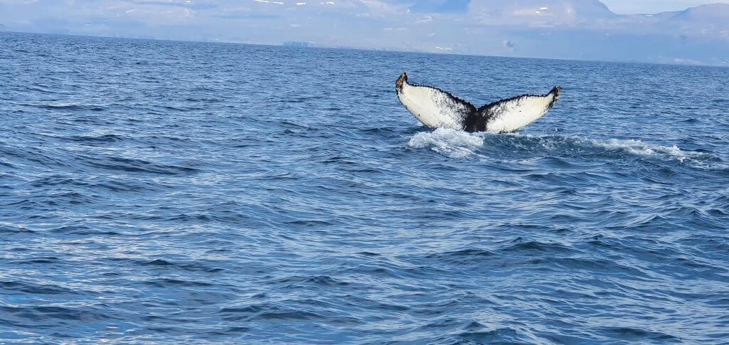 humpback whale husavik