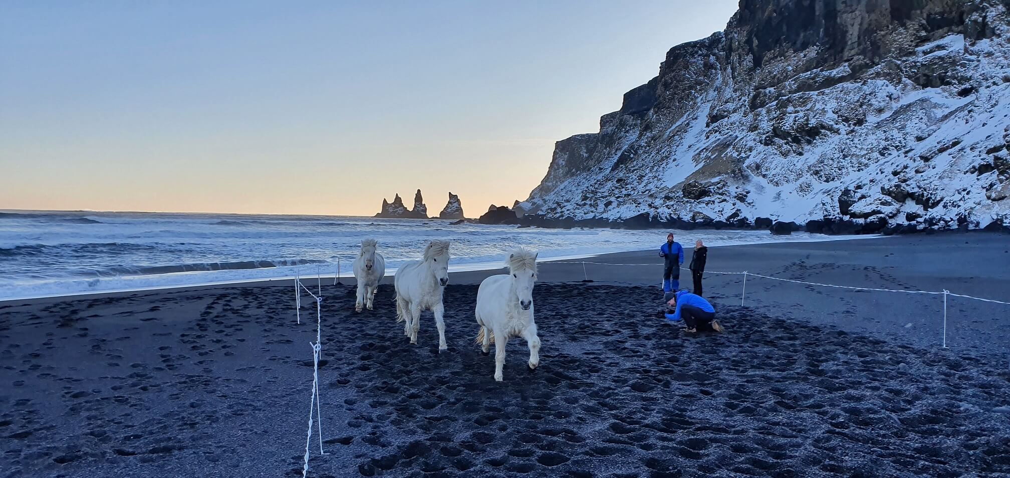 Horses Reynisdrangar beach Vik winter