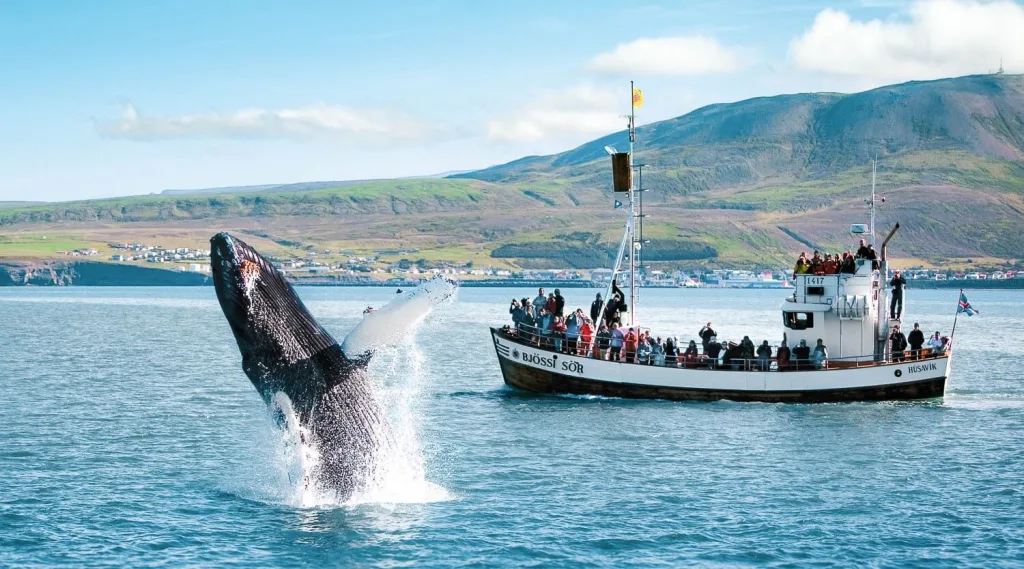 family whale watching tour iceland