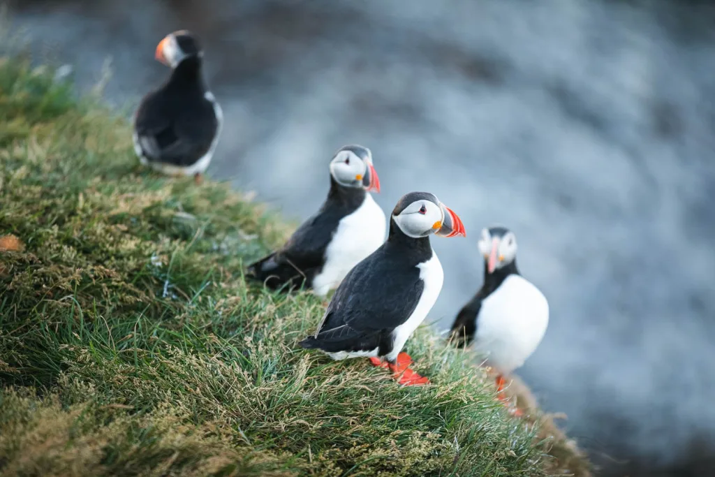 puffin tour from reykjavik