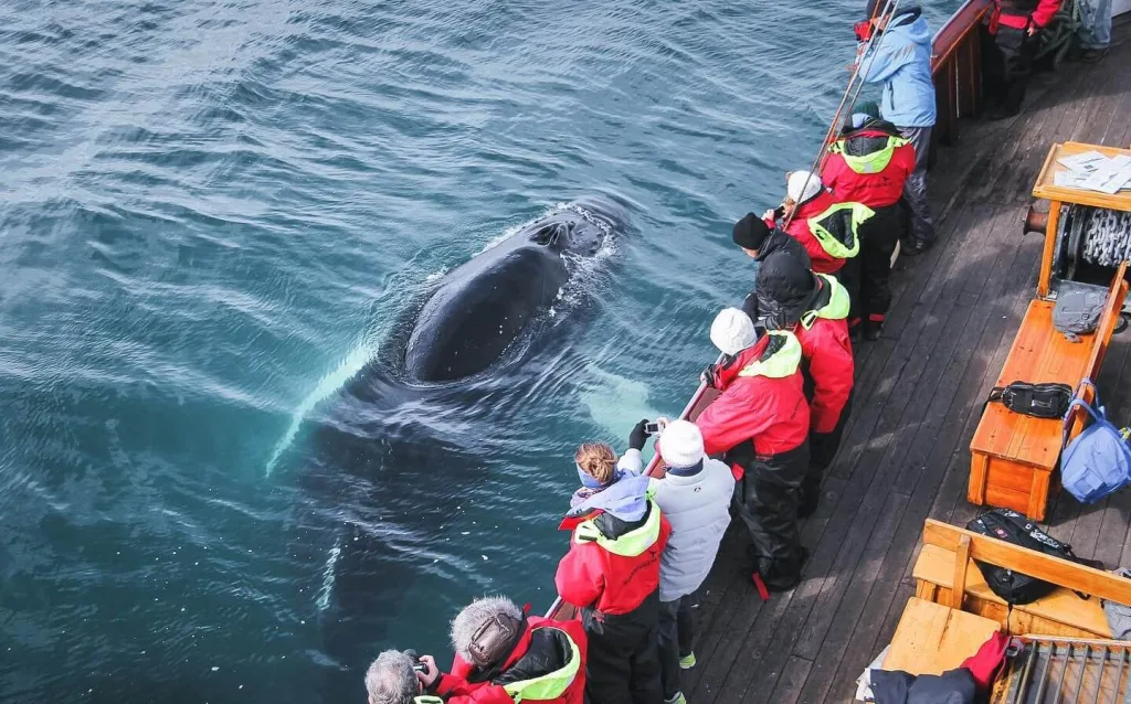 top whale watching husavik