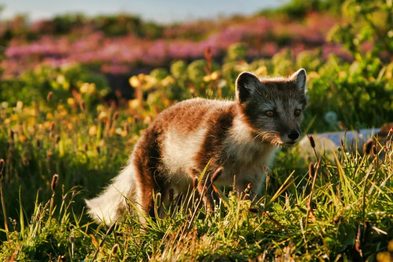 hornstrandir arctic fox