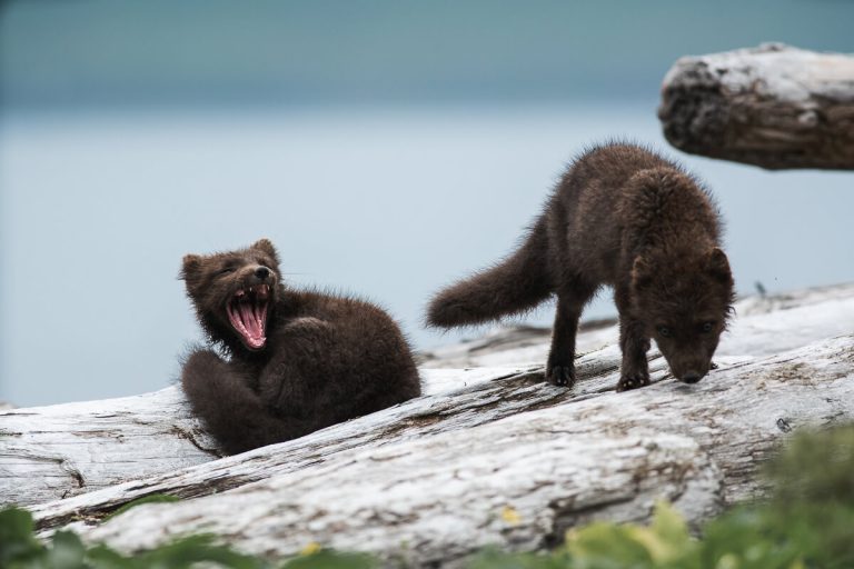 borea adventures tours arctic foxes