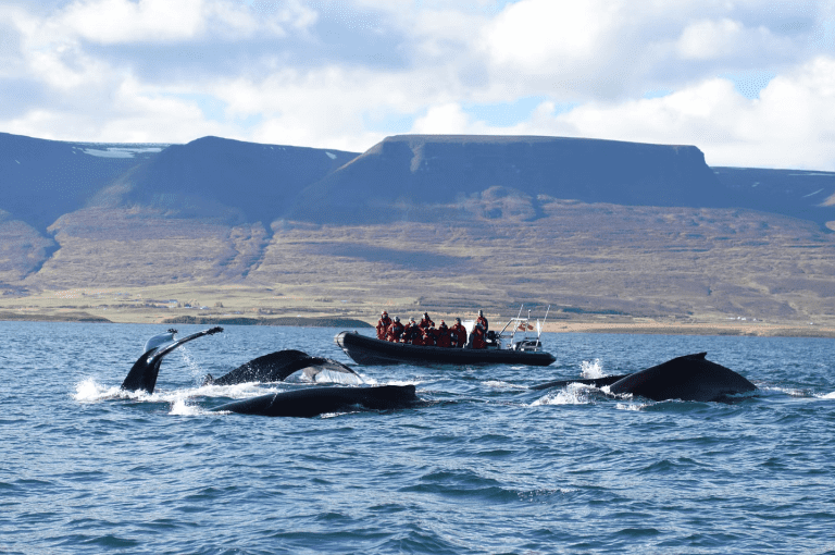 elding akureyri whale watching