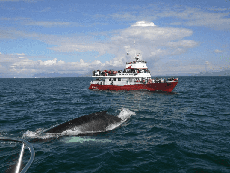 elding best iceland whale watching