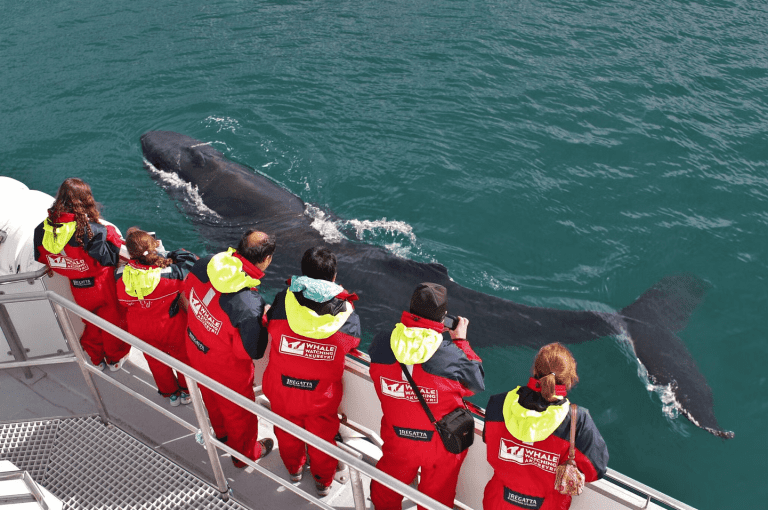 elding iceland responsible whale watching