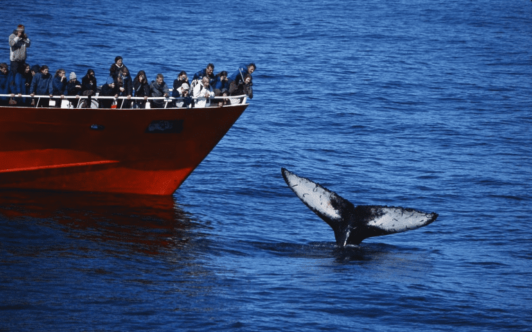 elding reykjavik classic whale watching