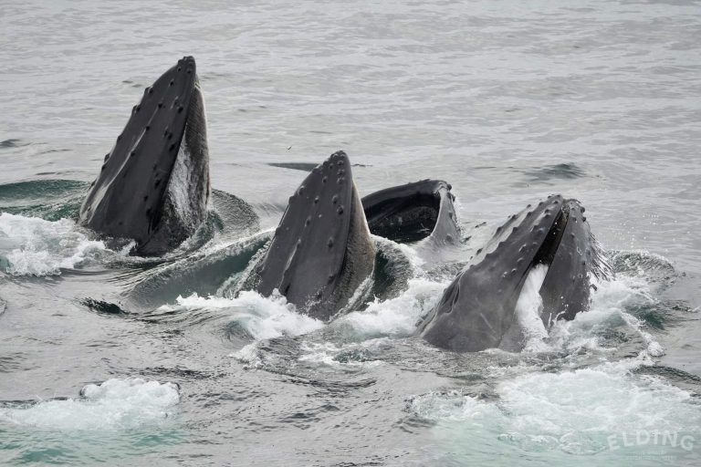 whale species reykjavik akureyri